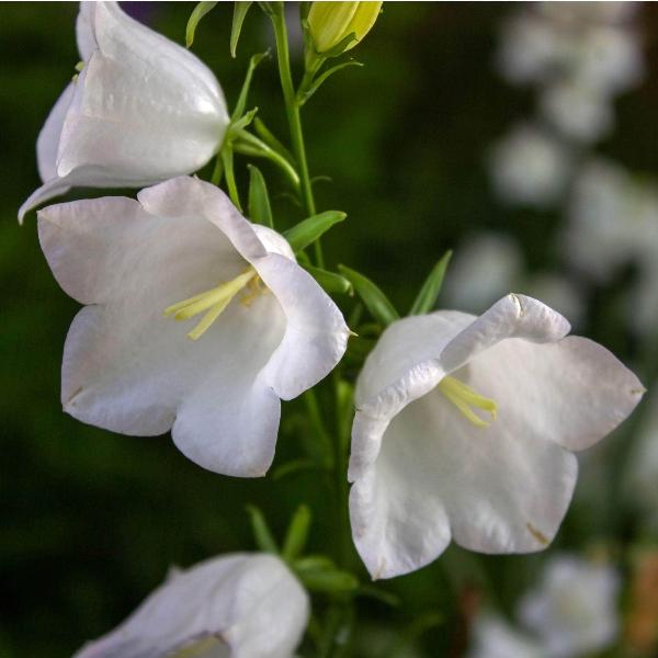 AcquaGarden Outdoor Plants Campanula Carpatica 'White'