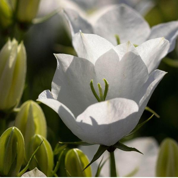 AcquaGarden Outdoor Plants Campanula Carpatica 'White'