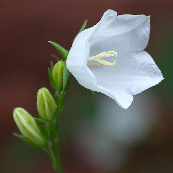 AcquaGarden Outdoor Plants Campanula Carpatica 'White'