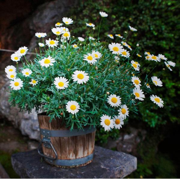 AcquaGarden Outdoor Plants Chamomile