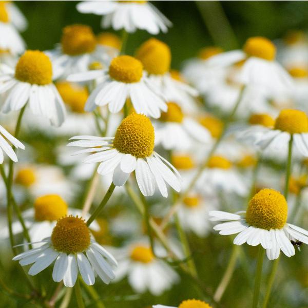 AcquaGarden Outdoor Plants Chamomile