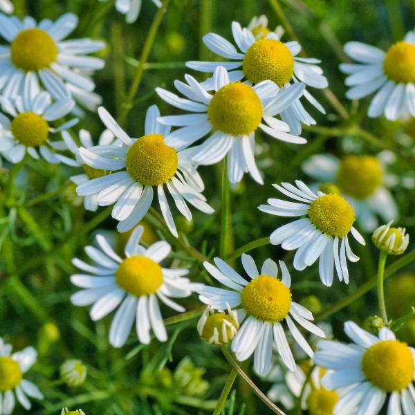 AcquaGarden Outdoor Plants Chamomile