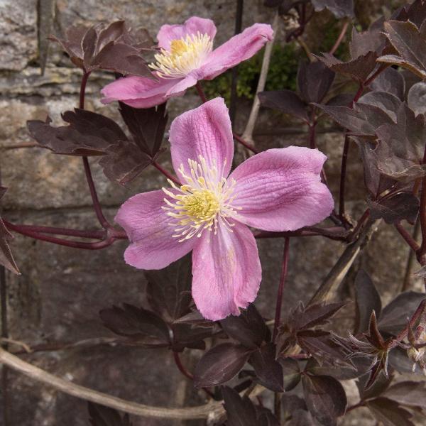 AcquaGarden Outdoor Plants Clematis 'Fragrant Spring'