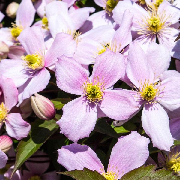 AcquaGarden Outdoor Plants Clematis 'Fragrant Spring'