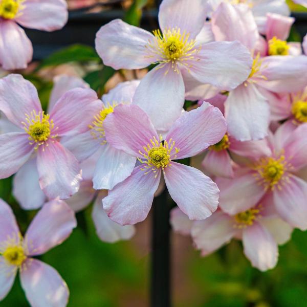 AcquaGarden Outdoor Plants Clematis 'Fragrant Spring'