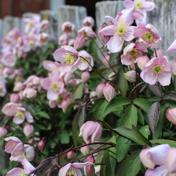 AcquaGarden Outdoor Plants Clematis 'Fragrant Spring'