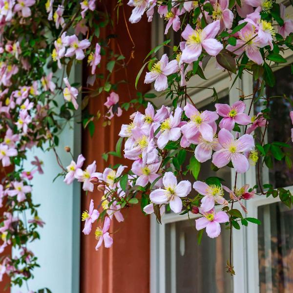 AcquaGarden Outdoor Plants Clematis 'Fragrant Spring'