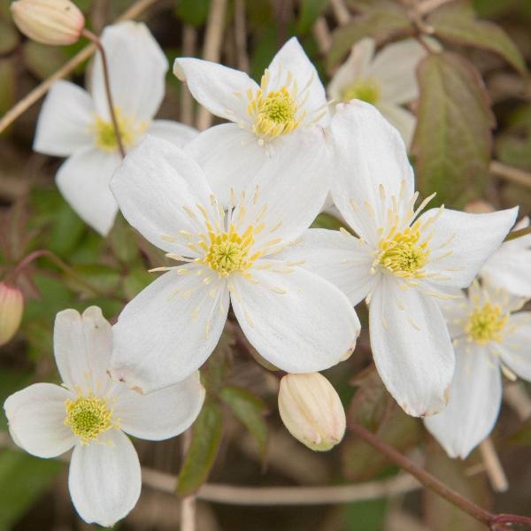 AcquaGarden Outdoor Plants Clematis 'Grandiflora'