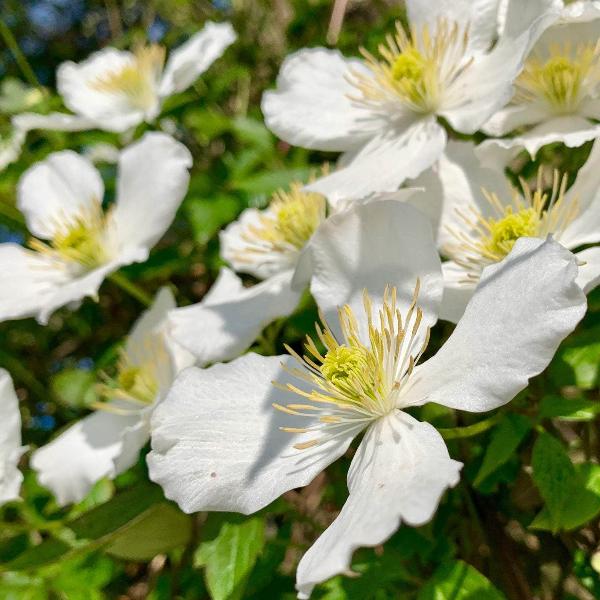 AcquaGarden Outdoor Plants Clematis 'Grandiflora'