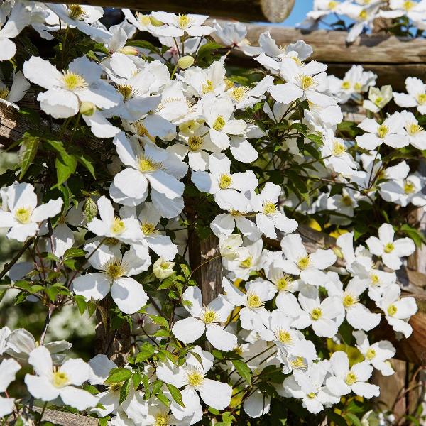 AcquaGarden Outdoor Plants Clematis 'Grandiflora'