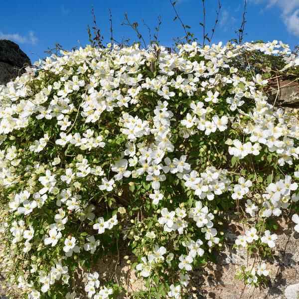 AcquaGarden Outdoor Plants Clematis 'Grandiflora'