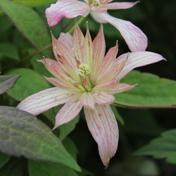 AcquaGarden Outdoor Plants Clematis 'Marjorie'