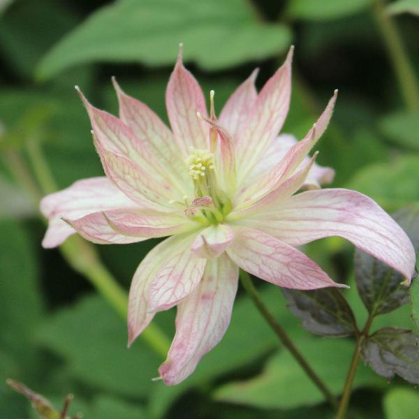 AcquaGarden Outdoor Plants Clematis 'Marjorie'
