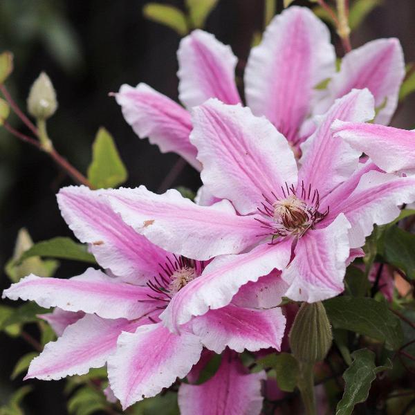 AcquaGarden Outdoor Plants Clematis 'Pink Fantasy'