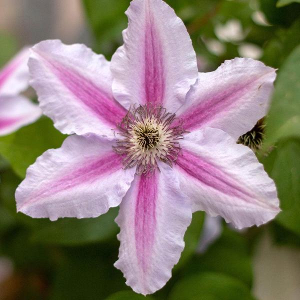 AcquaGarden Outdoor Plants Clematis 'Pink Fantasy'