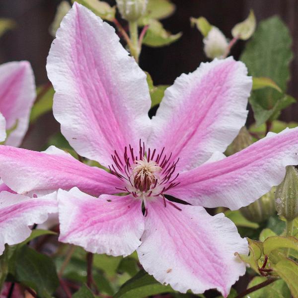AcquaGarden Outdoor Plants Clematis 'Pink Fantasy'