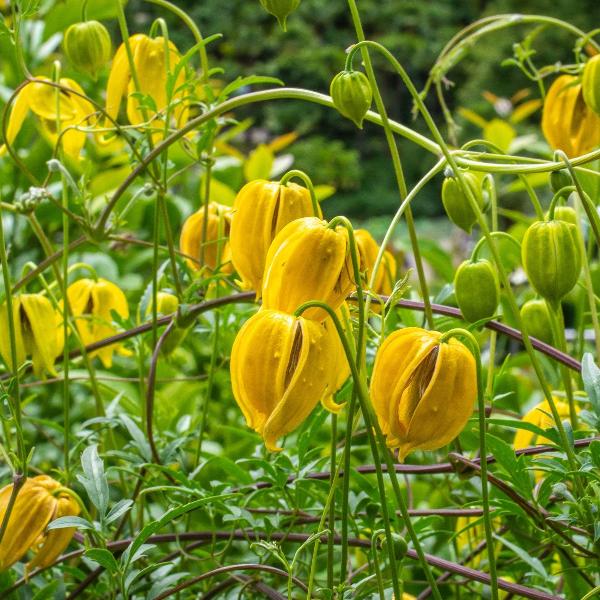 AcquaGarden Outdoor Plants Clematis 'Tangutica'