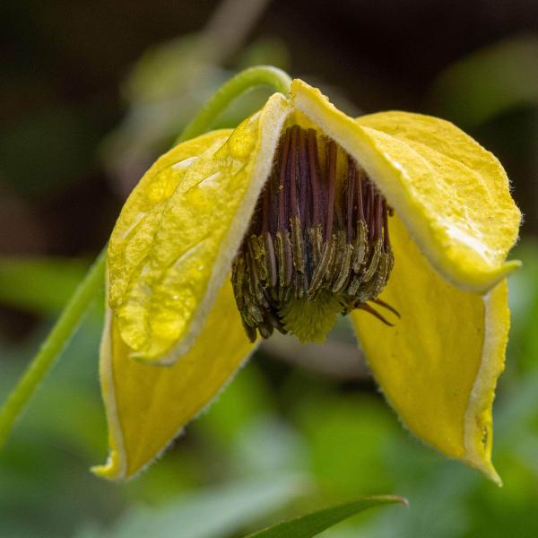 AcquaGarden Outdoor Plants Clematis 'Tangutica'