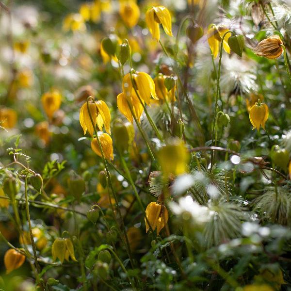 AcquaGarden Outdoor Plants Clematis 'Tangutica'