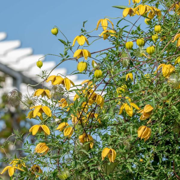 AcquaGarden Outdoor Plants Clematis 'Tangutica'