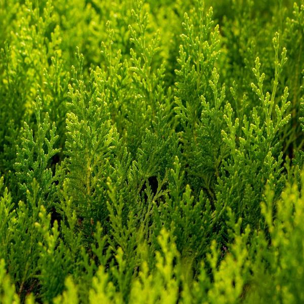 AcquaGarden Outdoor Plants Cypress 'Gold Crest'