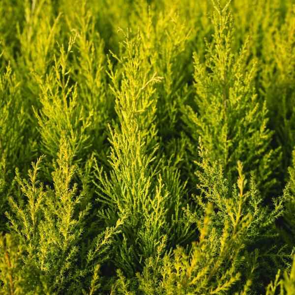 AcquaGarden Outdoor Plants Cypress 'Gold Crest'