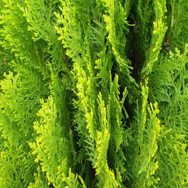 AcquaGarden Outdoor Plants Cypress 'Gold Crest'