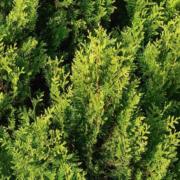 AcquaGarden Outdoor Plants Cypress 'Gold Crest'