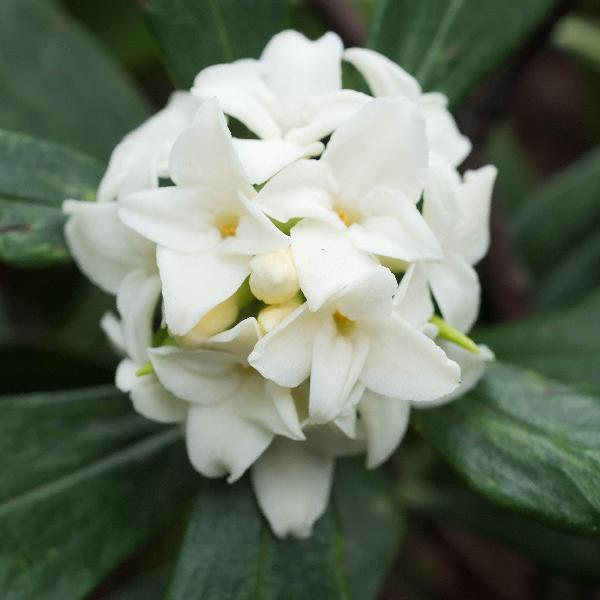 AcquaGarden Outdoor Plants Daphne 'Eternal Fragrance'
