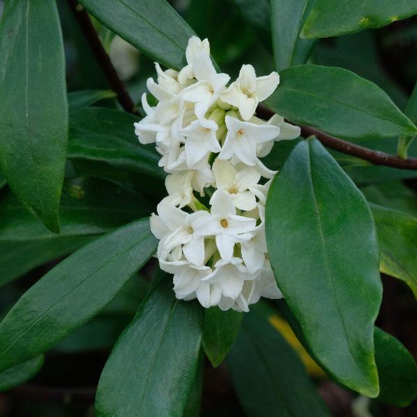 AcquaGarden Outdoor Plants Daphne 'Eternal Fragrance'