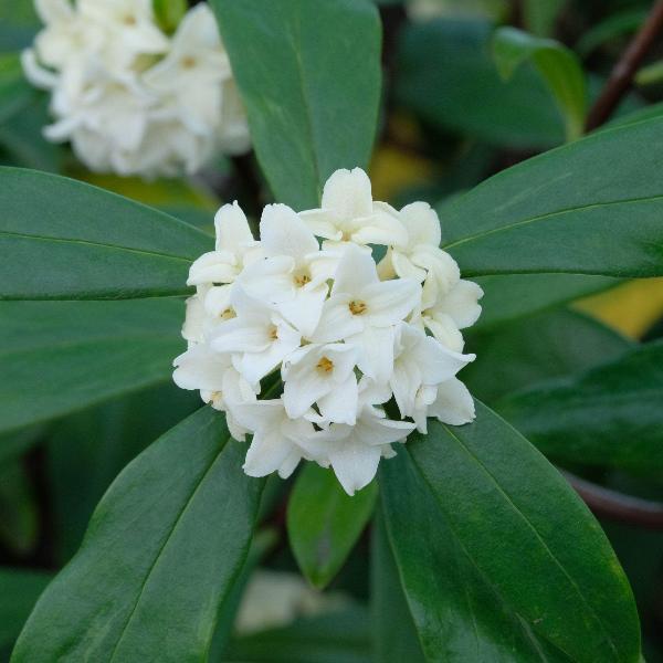 AcquaGarden Outdoor Plants Daphne 'Eternal Fragrance'