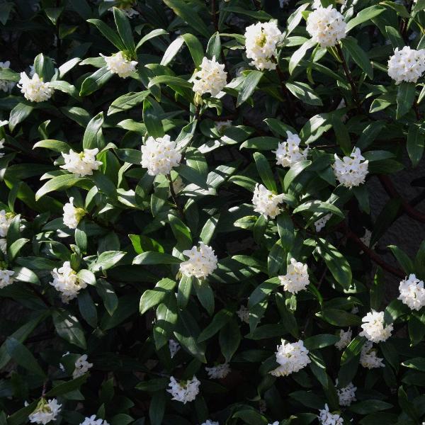AcquaGarden Outdoor Plants Daphne 'Eternal Fragrance'