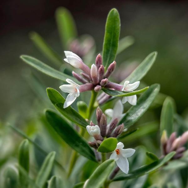 AcquaGarden Outdoor Plants Daphne 'Eternal Fragrance'