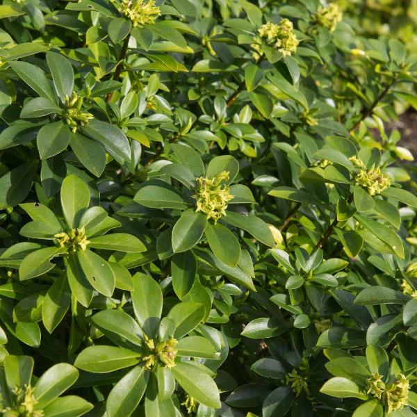 AcquaGarden Outdoor Plants Daphne 'Royal Crown'