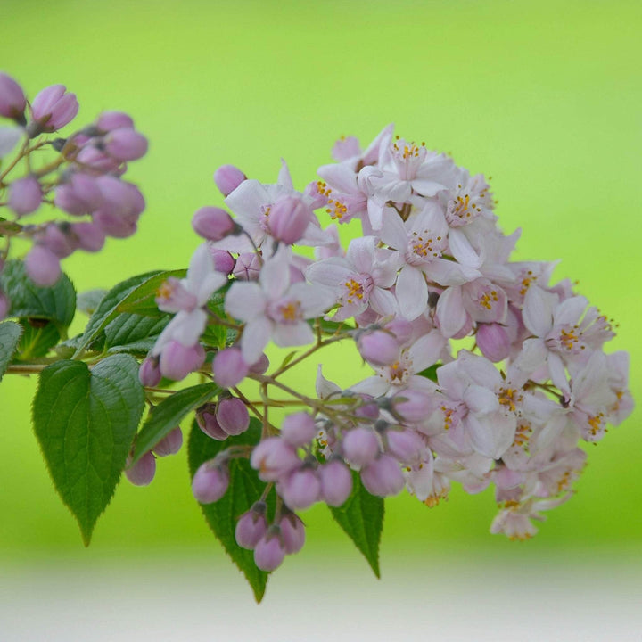 AcquaGarden Outdoor Plants Deutzia 'Mont Rose'