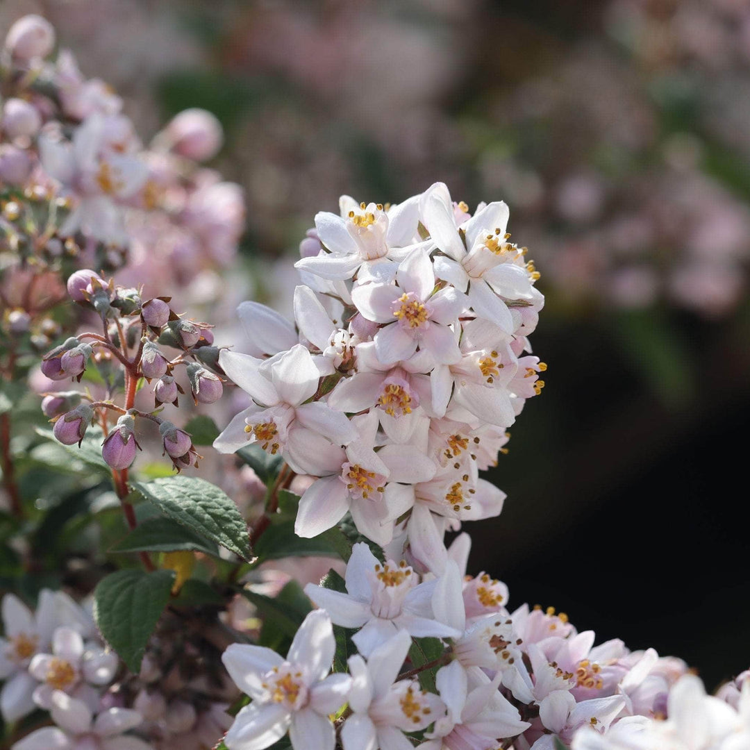AcquaGarden Outdoor Plants Deutzia 'Mont Rose'
