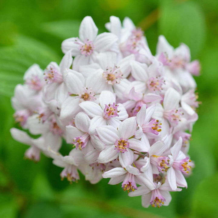 AcquaGarden Outdoor Plants Deutzia 'Mont Rose'