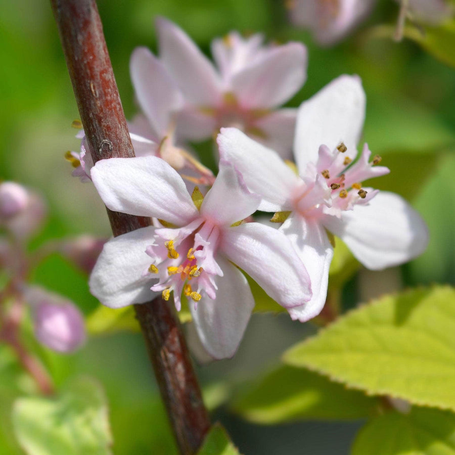 AcquaGarden Outdoor Plants Deutzia 'Mont Rose'