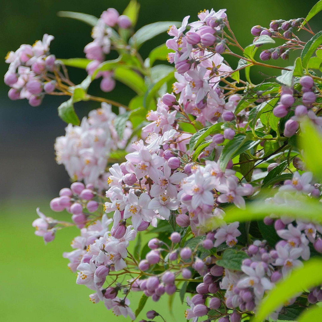 AcquaGarden Outdoor Plants Deutzia 'Mont Rose'