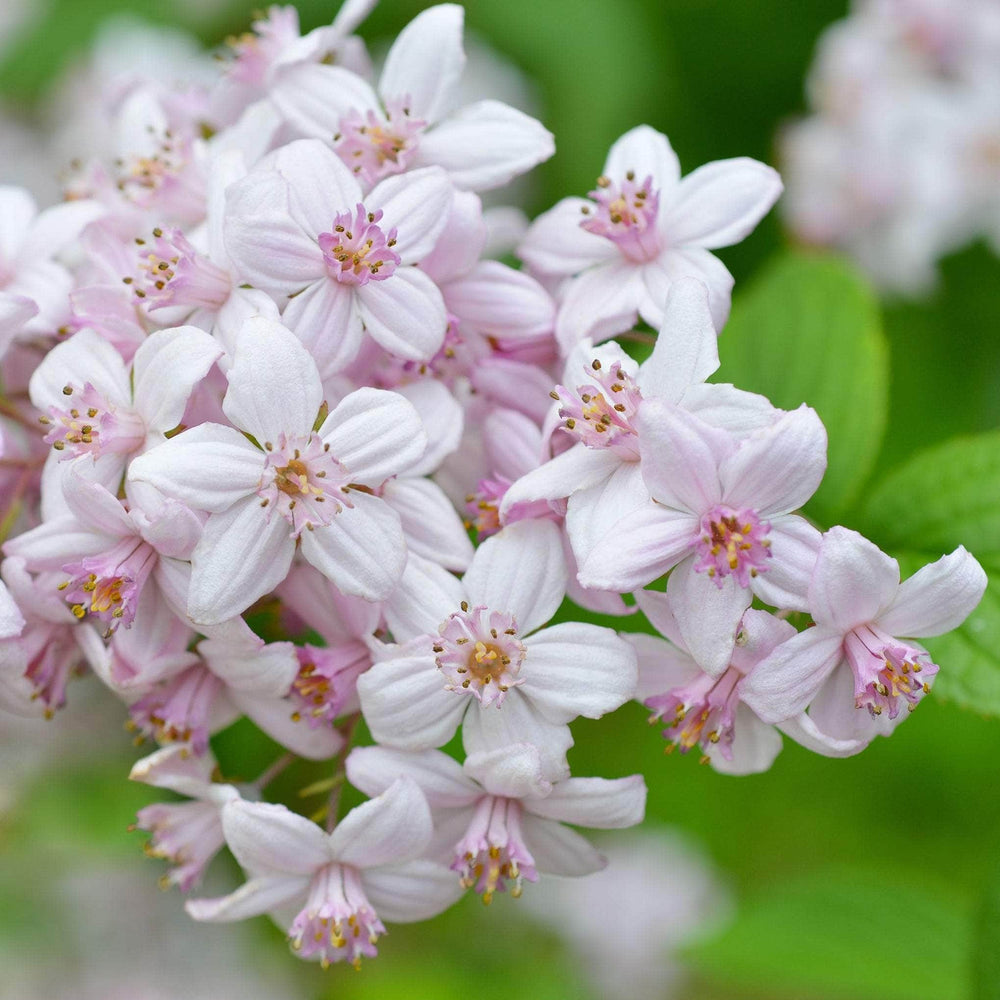 AcquaGarden Outdoor Plants Deutzia 'Mont Rose'