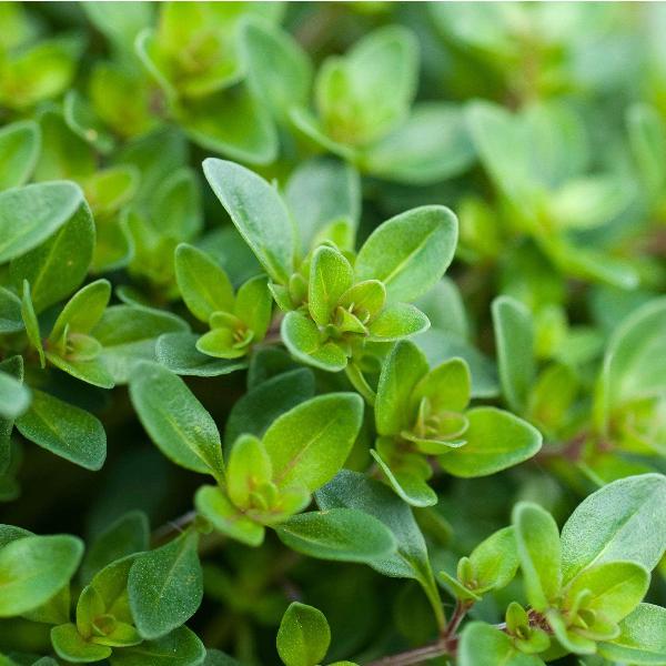 AcquaGarden Outdoor Plants English Thyme