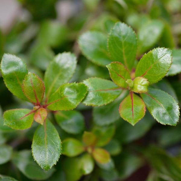 AcquaGarden Outdoor Plants Escallonia 'Red Elf' 