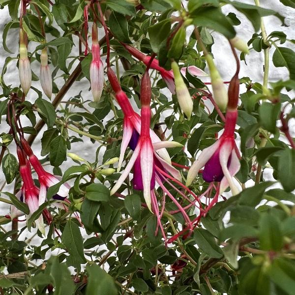 AcquaGarden Outdoor Plants Fuchsia 'Arauco'