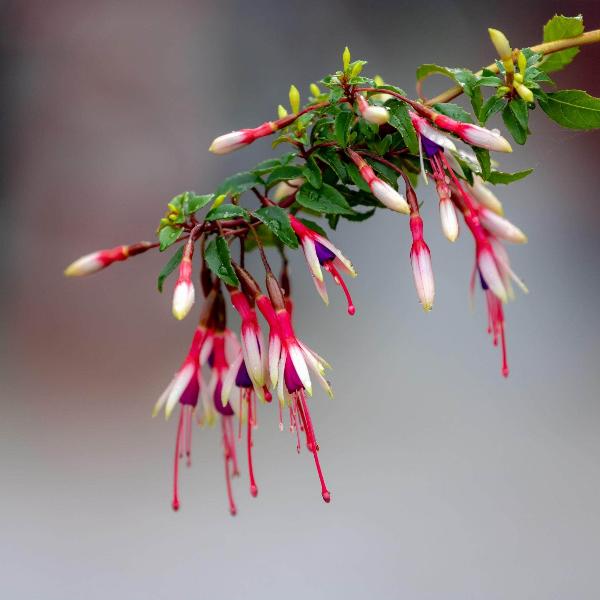 AcquaGarden Outdoor Plants Fuchsia 'Arauco'