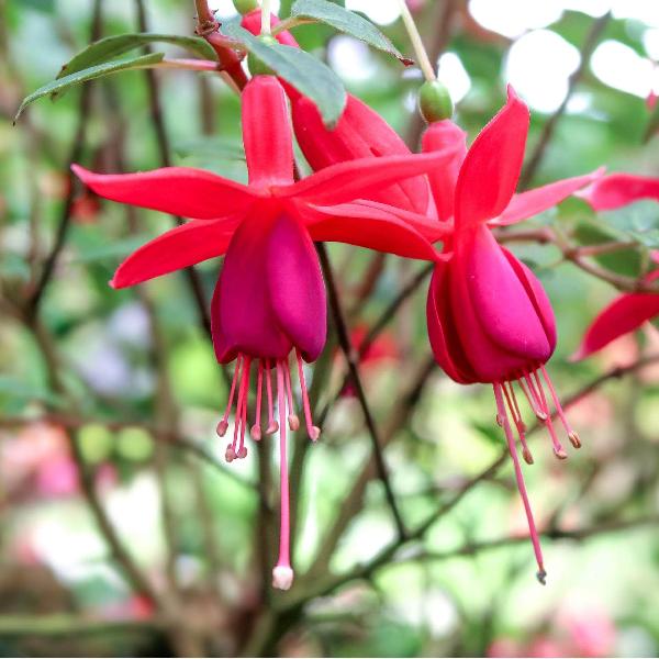 AcquaGarden Outdoor Plants Fuchsia 'Beacon'