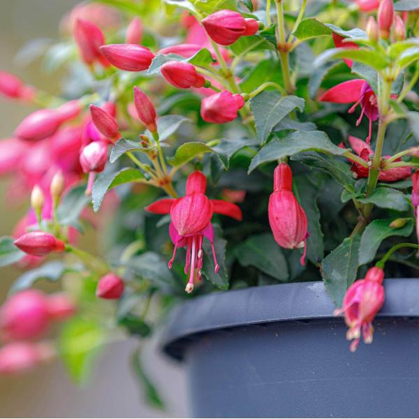 AcquaGarden Outdoor Plants Fuchsia 'Beacon'