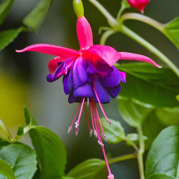 AcquaGarden Outdoor Plants Fuchsia 'Dark Eyes'