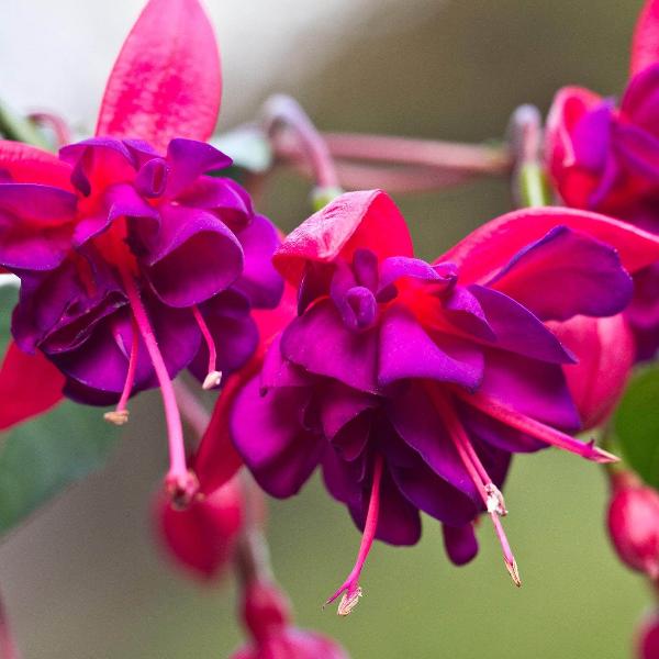 AcquaGarden Outdoor Plants Fuchsia 'Dark Eyes'