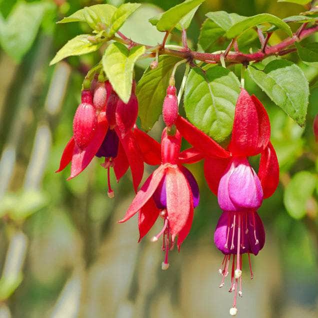 AcquaGarden Outdoor Plants Fuchsia 'Display'