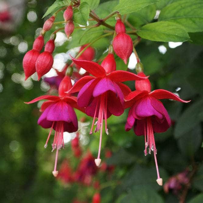 AcquaGarden Outdoor Plants Fuchsia 'Display'